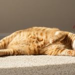 Imbasan Dedah Apa Persamaan Otak Seorang Psikopat